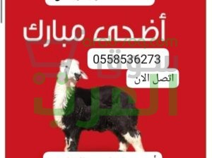 قصاب متخصص بالرياض 0558536273 جزار ماهر بالرياض