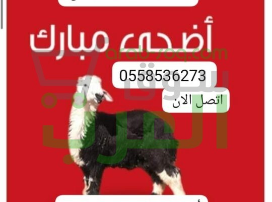 قصاب متخصص بالرياض 0558536273 جزار ماهر بالرياض